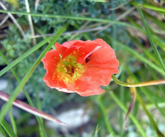 Papaver alpinum / Papavero alpino